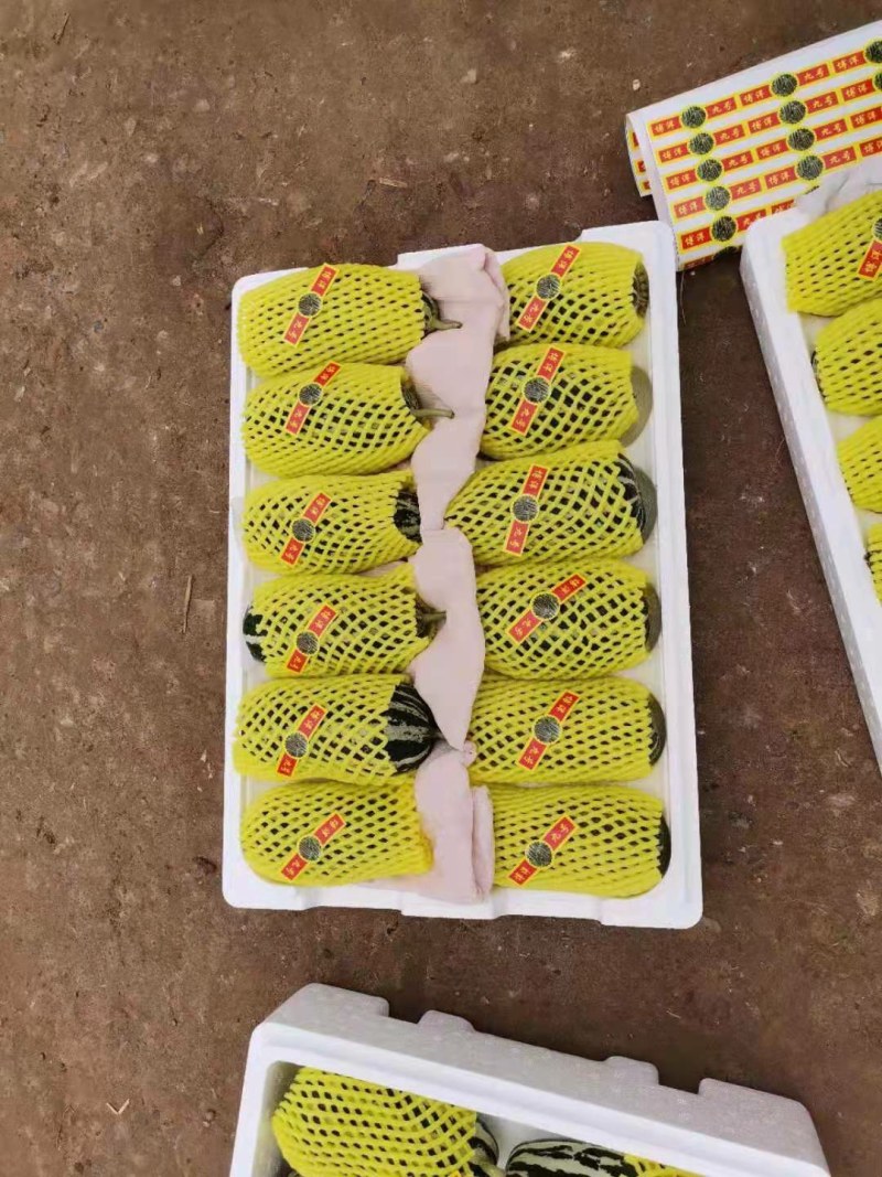 我地就61甜瓜将大量上市