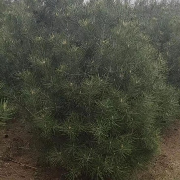 白皮松5到20公分有自己的苗圃，可以视频看货
