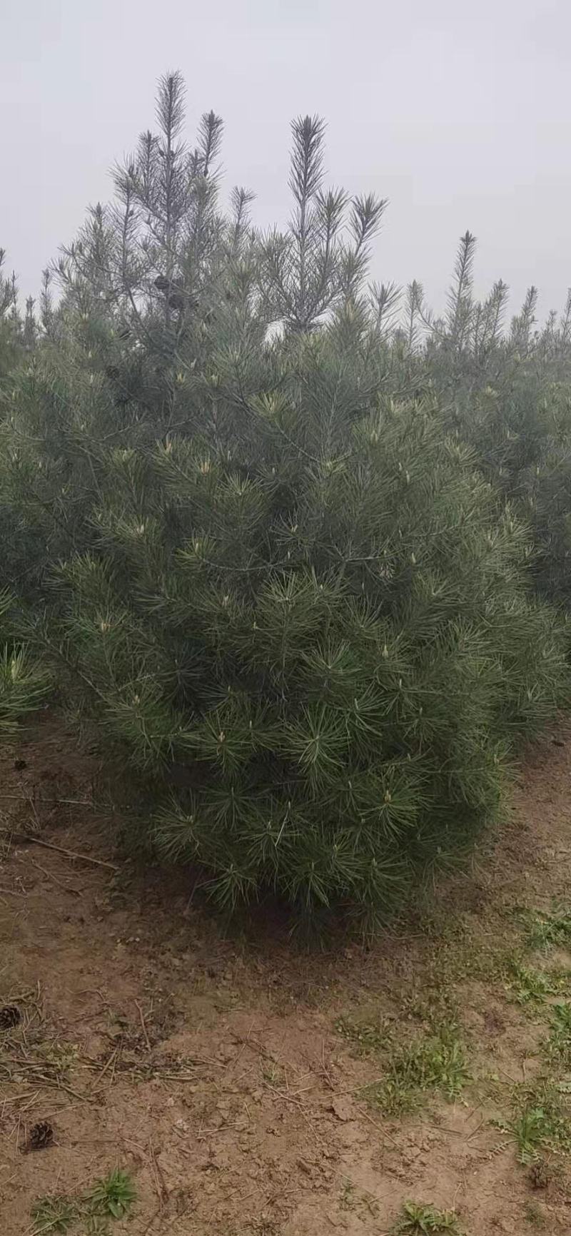 白皮松5到20公分有自己的苗圃，可以视频看货