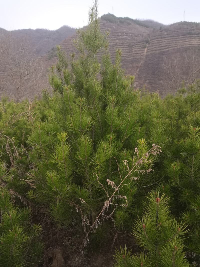 白皮松5到20公分有自己的苗圃，可以视频看货