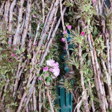 日本樱花树苗樱花小苗晚樱南北方庭院地栽盆栽樱花树绿化苗木