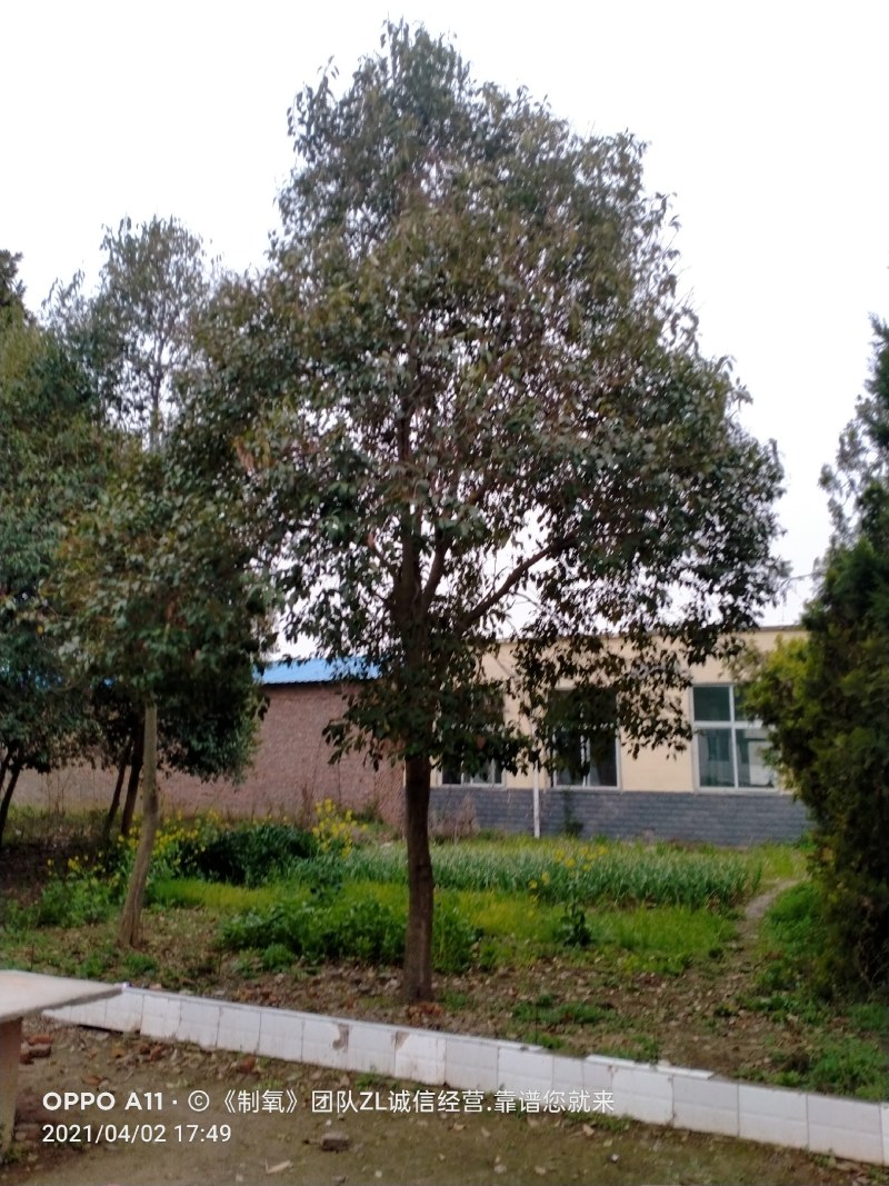 女贞，大叶女贞发帽女贞