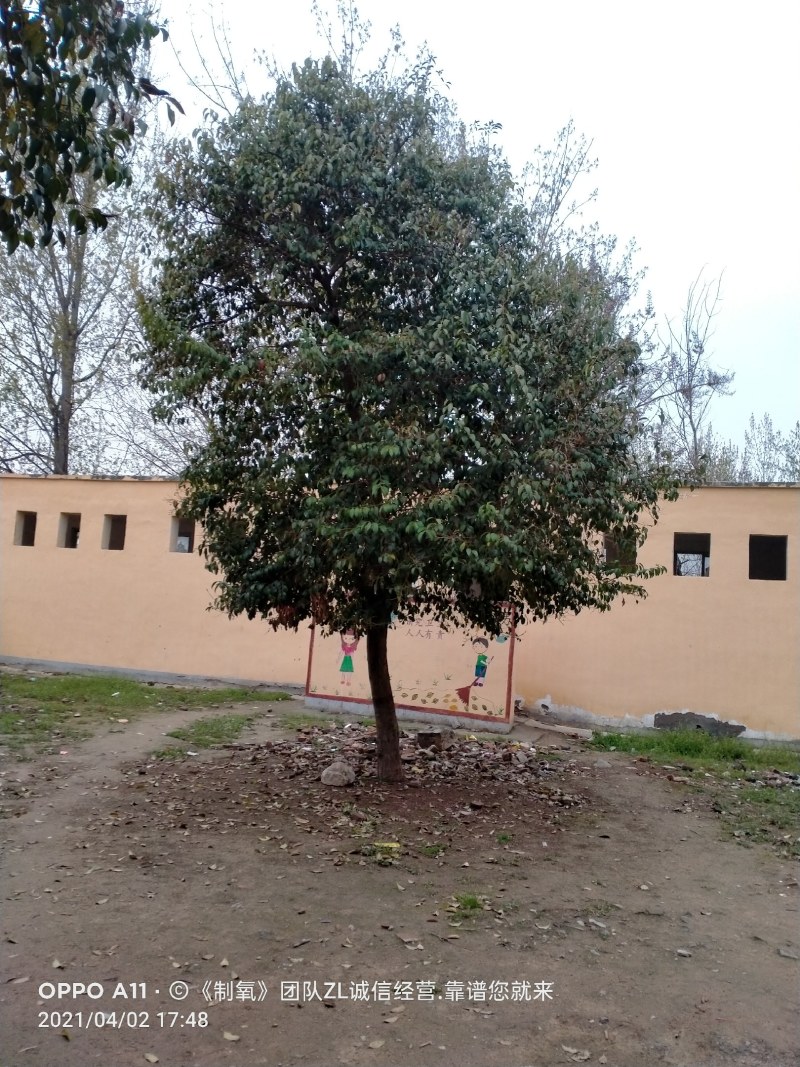 女贞，大叶女贞发帽女贞