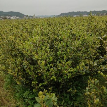 低价出售高产嫁接油茶苗