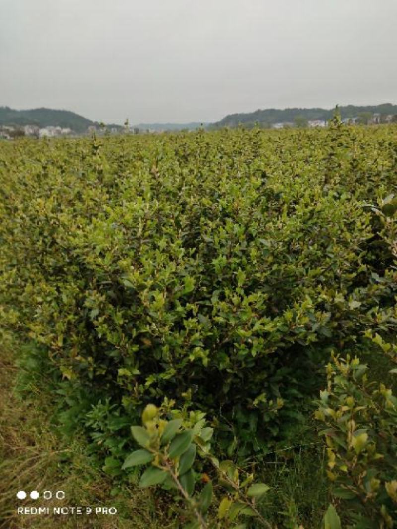 低价出售高产嫁接油茶苗