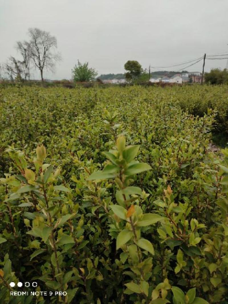 低价出售高产嫁接油茶苗