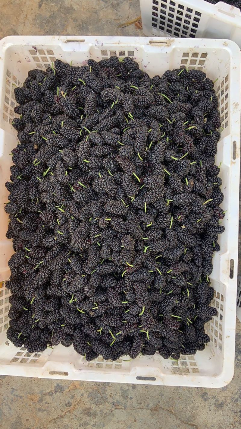 攀枝花新鲜桑葚2~3cm自家农户直销大颗果大
