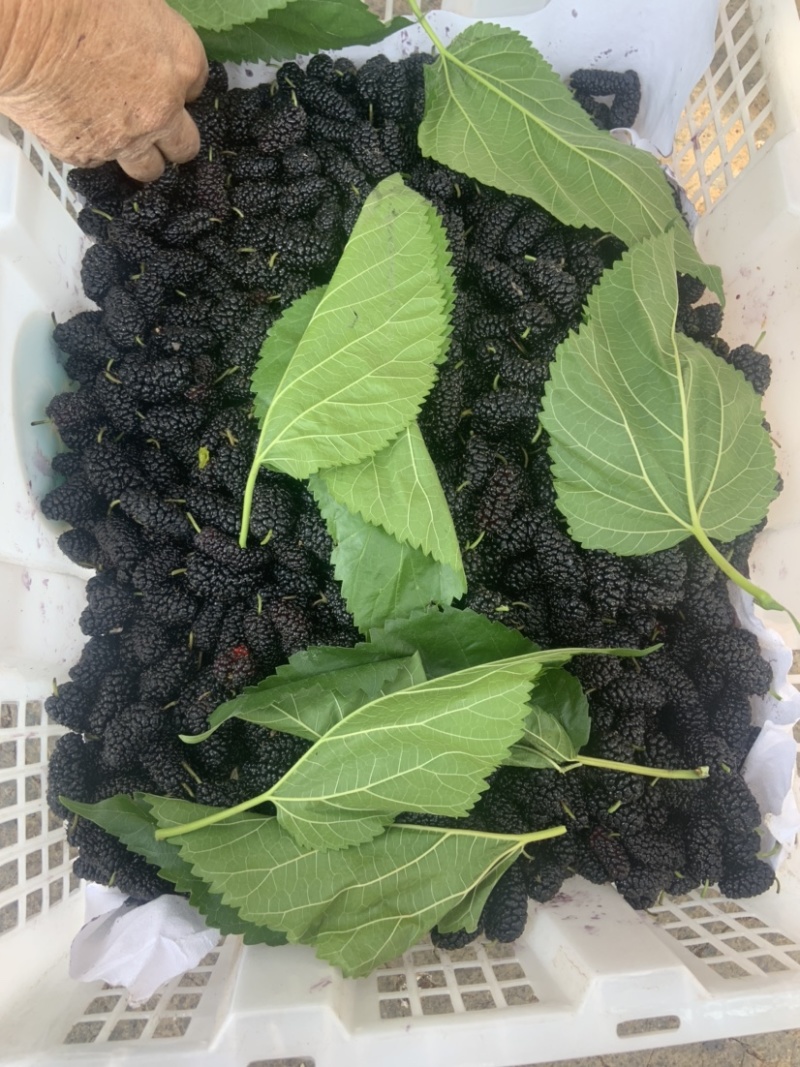 攀枝花新鲜桑葚2~3cm自家农户直销大颗果大