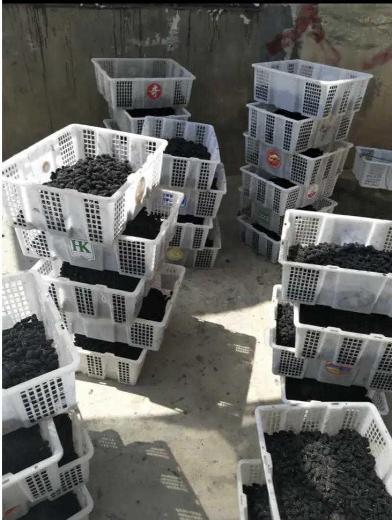 攀枝花新鲜桑葚2~3cm自家农户直销大颗果大