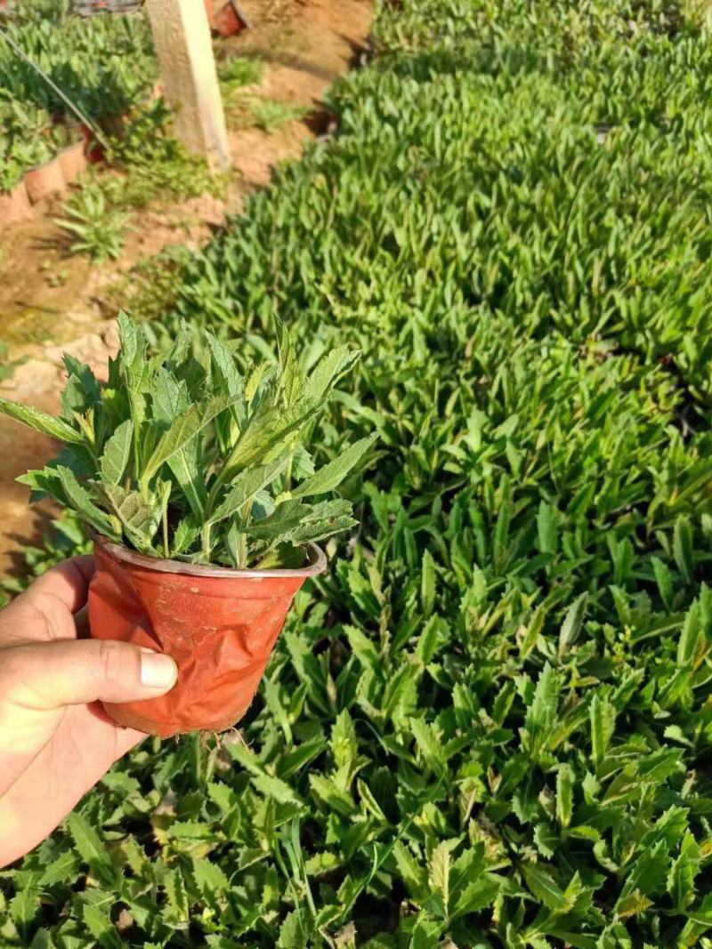 桑托斯马鞭草基地直销山东青州供应各种地被绿化苗木