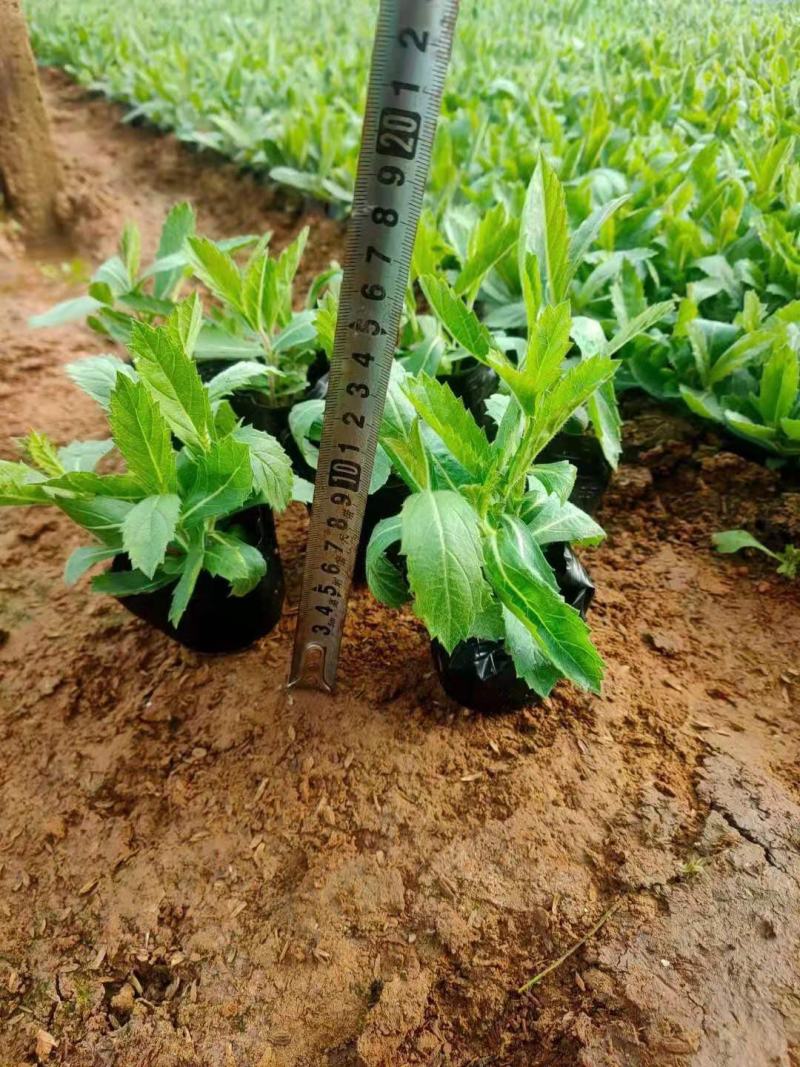 桑托斯马鞭草基地直销山东青州供应各种地被绿化苗木