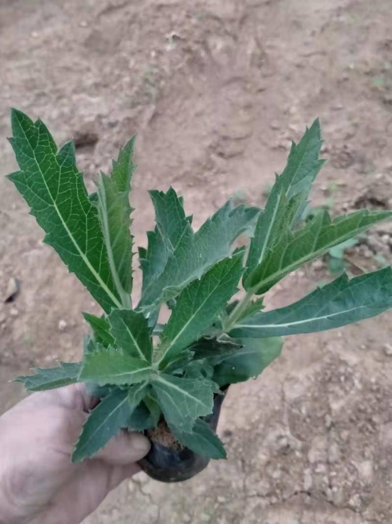 桑托斯马鞭草基地直销山东青州供应各种地被绿化苗木