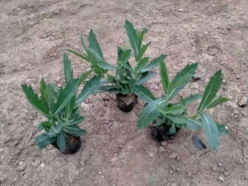 桑托斯马鞭草基地直销山东青州供应各种地被绿化苗木