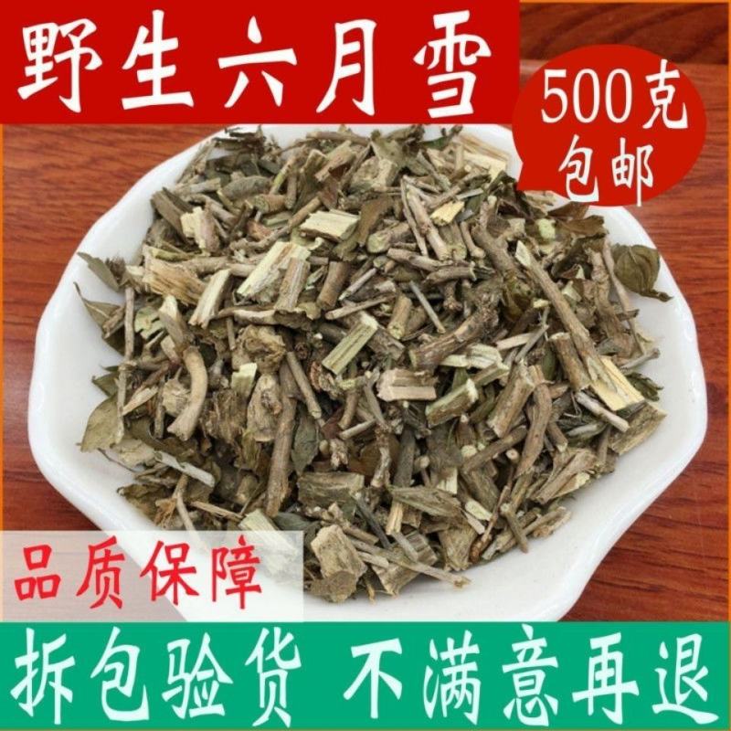 六月雪白马骨产地直发量大代抓各种药方