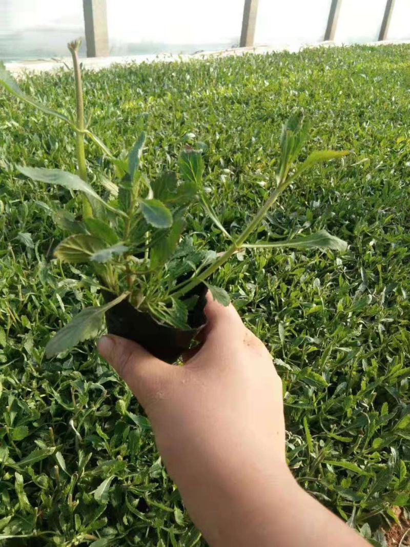 柳叶马鞭草基地直销山东青州供应各种地被草花绿化苗木