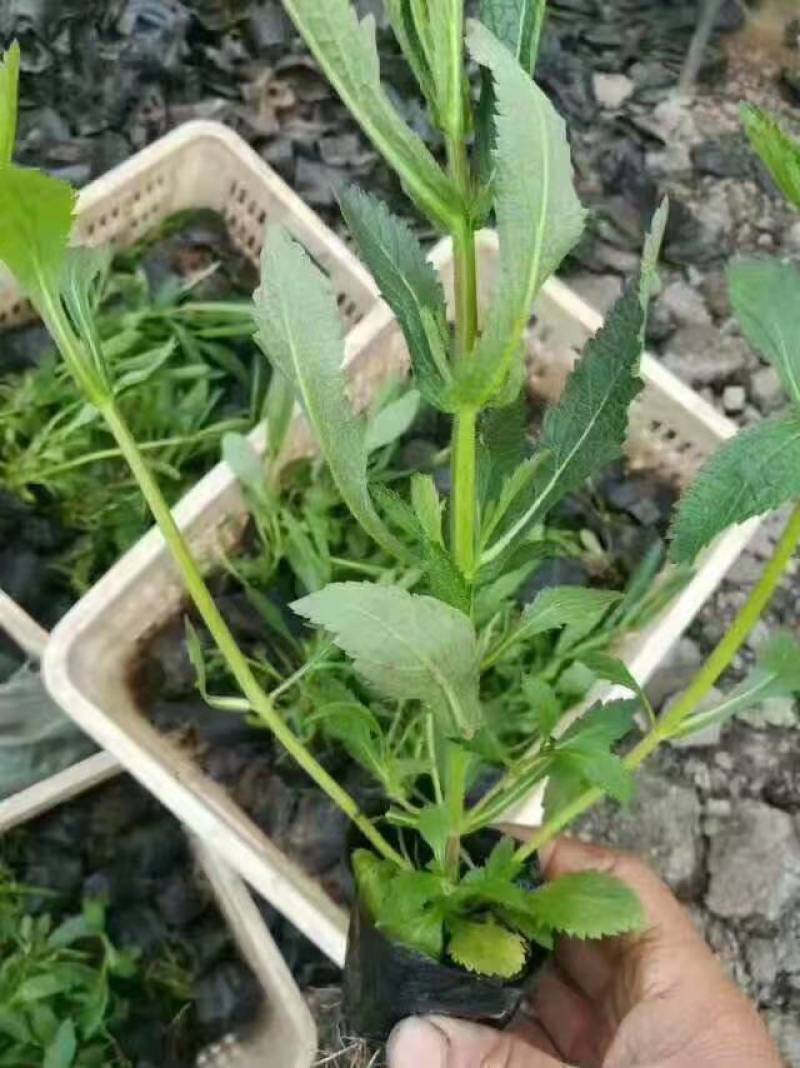 柳叶马鞭草基地直销山东青州供应各种地被草花绿化苗木