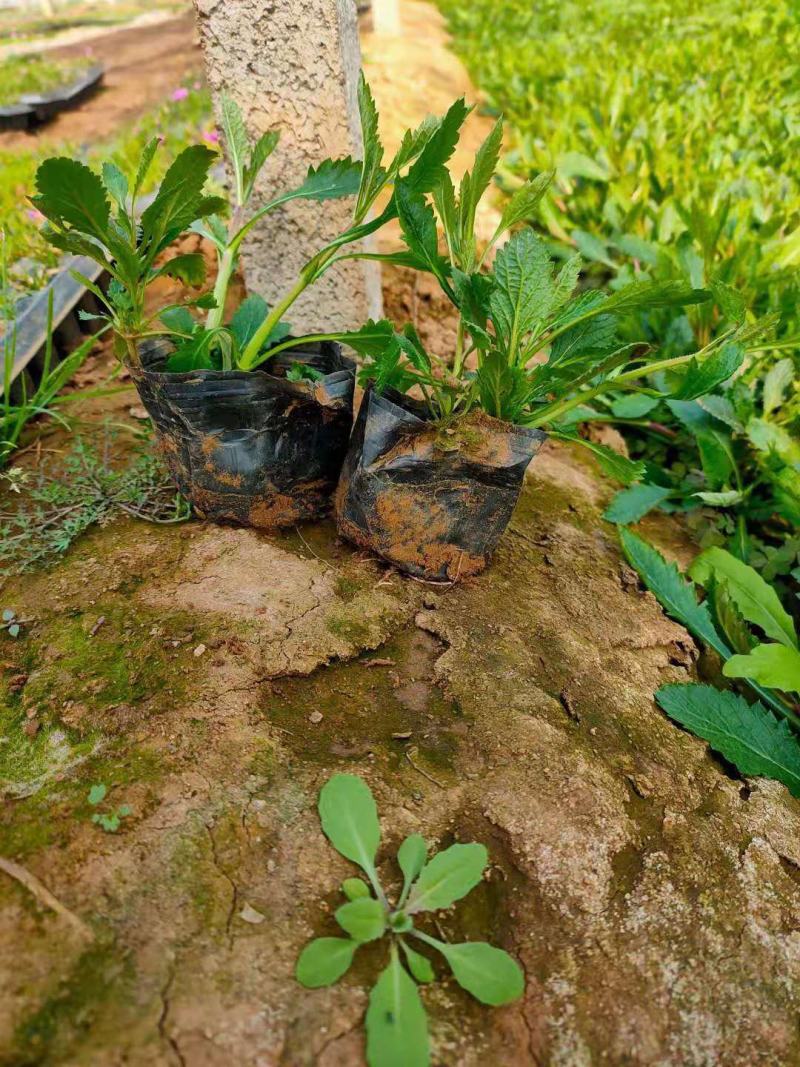 柳叶马鞭草基地直销山东青州供应各种地被草花绿化苗木