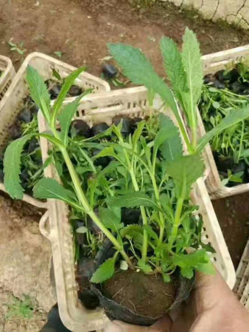 柳叶马鞭草基地直销山东青州供应各种地被草花绿化苗木