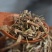 马鞭草狗牙草产地直发量大货好不满意可以退换货