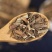 马鞭草狗牙草产地直发量大货好不满意可以退换货