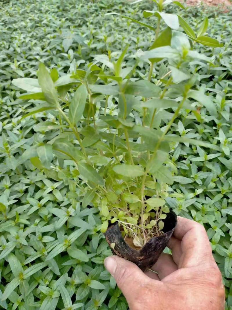 千屈菜基地直销山东青州供应各种水生植物绿化苗木
