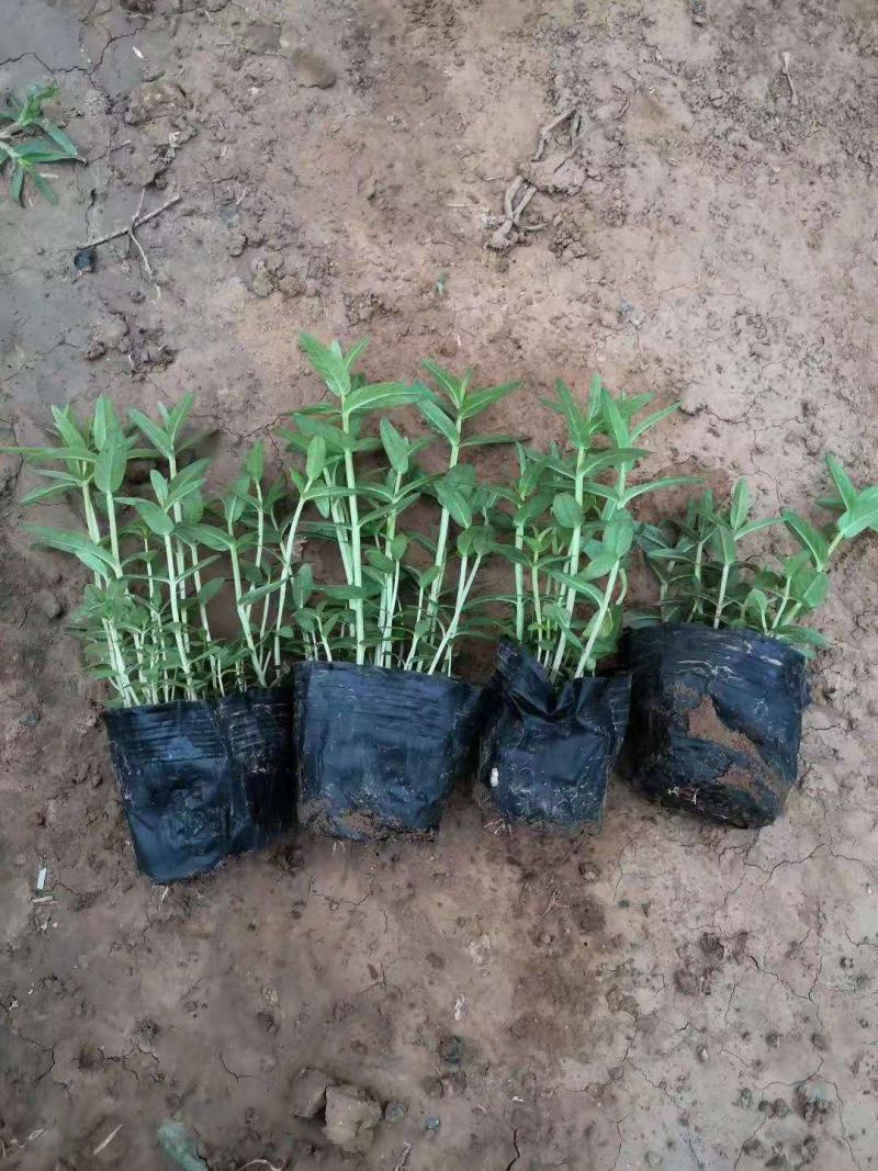 千屈菜基地直销山东青州供应各种水生植物绿化苗木