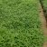 千屈菜基地直销山东青州供应各种水生植物绿化苗木