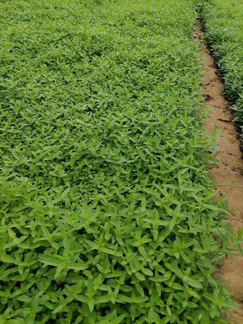千屈菜基地直销山东青州供应各种水生植物绿化苗木