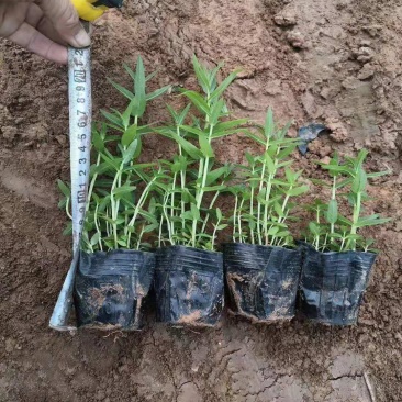 千屈菜基地直销山东青州供应各种水生植物绿化苗木