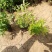 千屈菜基地直销山东青州供应各种水生植物绿化苗木