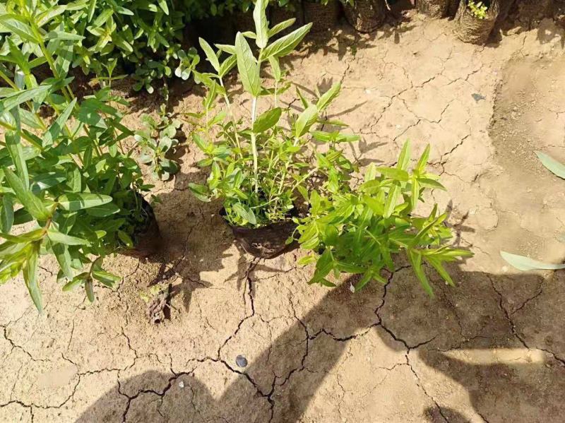 千屈菜基地直销山东青州供应各种水生植物绿化苗木