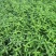 千屈菜基地直销山东青州供应各种水生植物绿化苗木