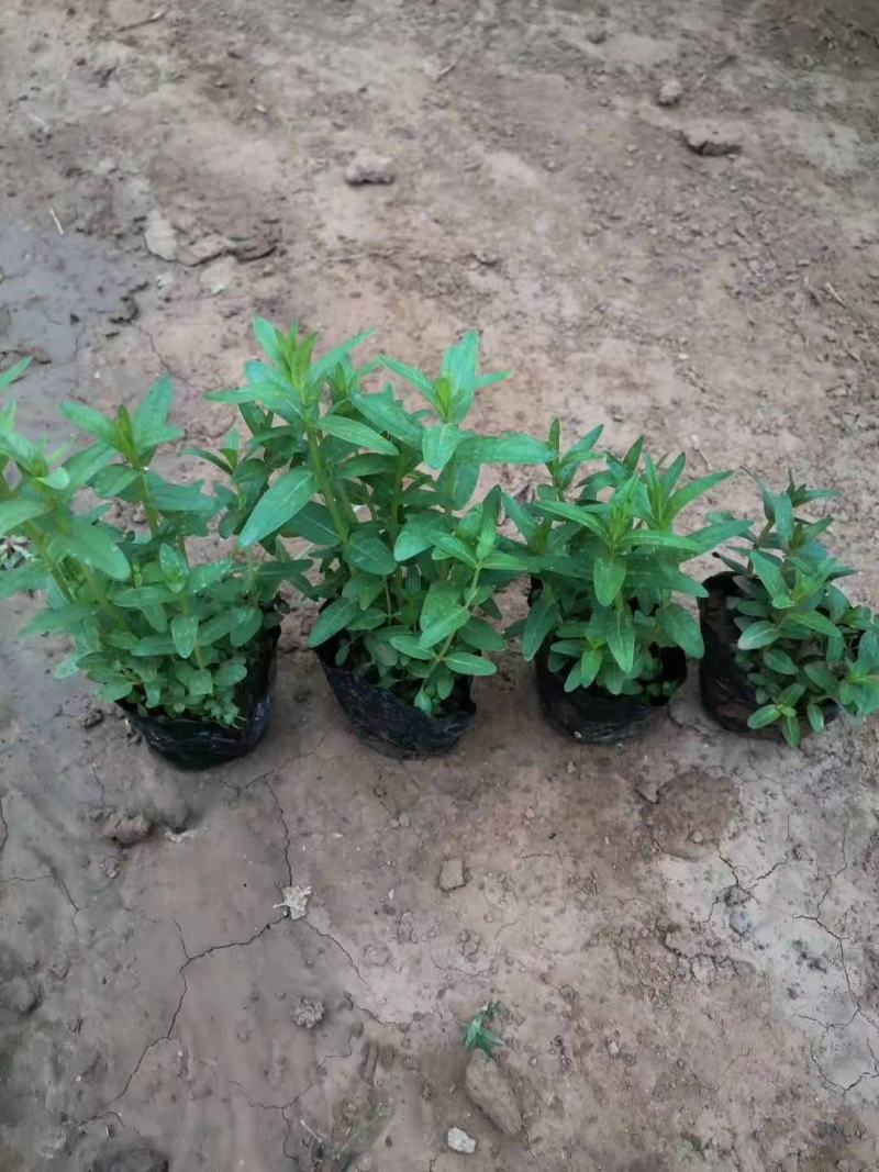 千屈菜基地直销山东青州供应各种水生植物绿化苗木