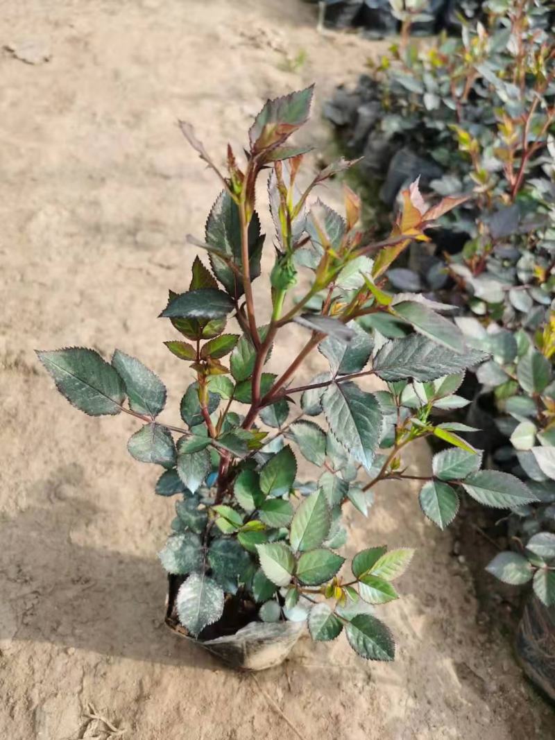 微型月季基地直销山东青州供应各种月季绿化苗木
