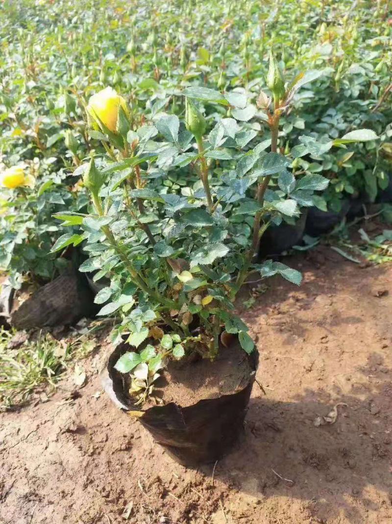 微型月季基地直销山东青州供应各种月季绿化苗木