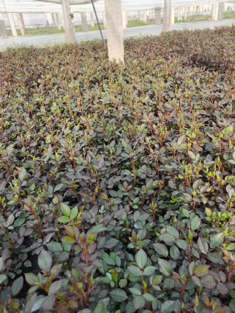 微型月季基地直销山东青州供应各种月季绿化苗木