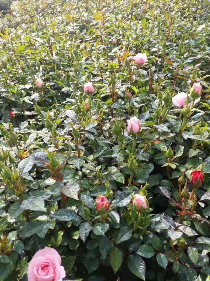 微型月季基地直销山东青州供应各种月季绿化苗木