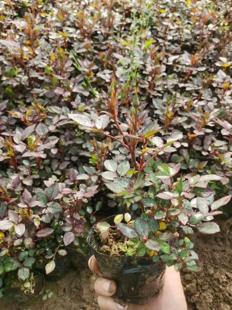 微型月季基地直销山东青州供应各种月季绿化苗木