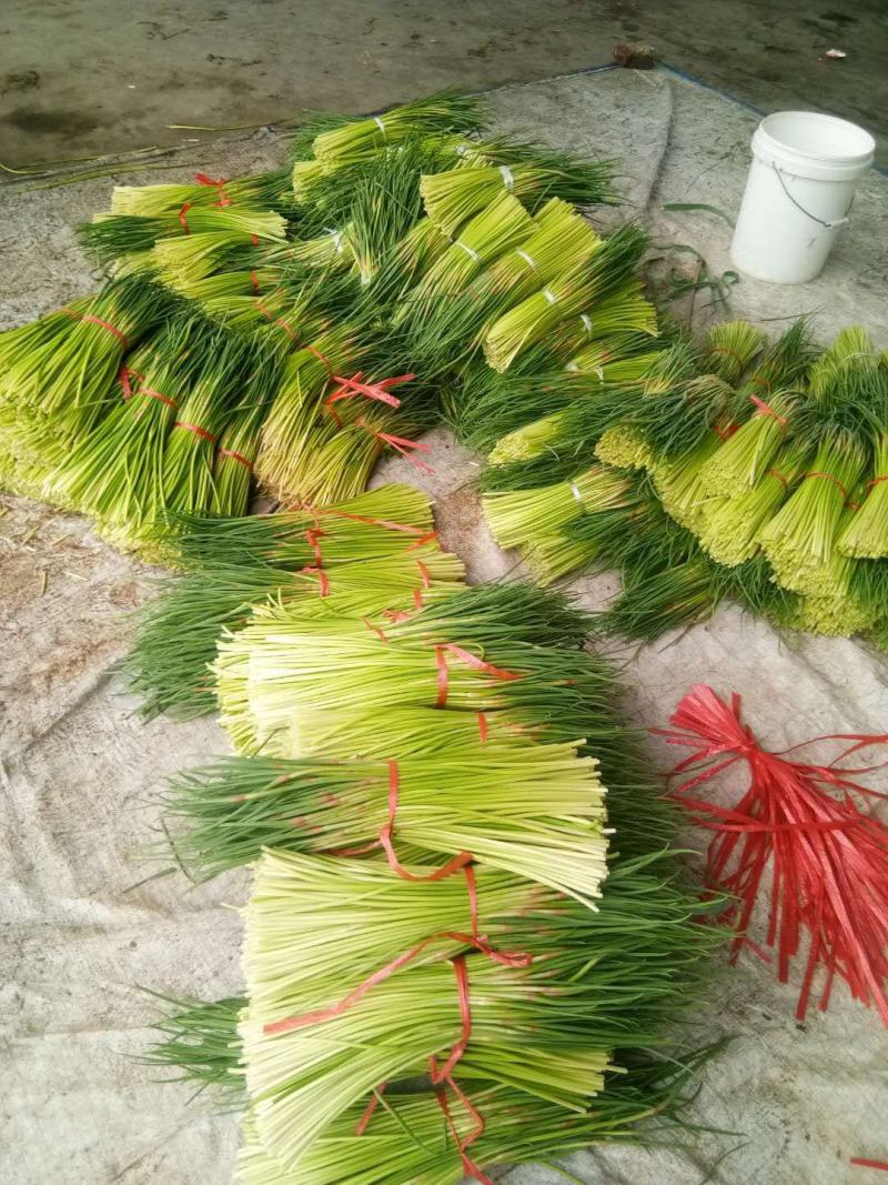 蒜苔临沂平邑蒜苔红帽蒜苔一手货源诚信代办产地直供合作共赢
