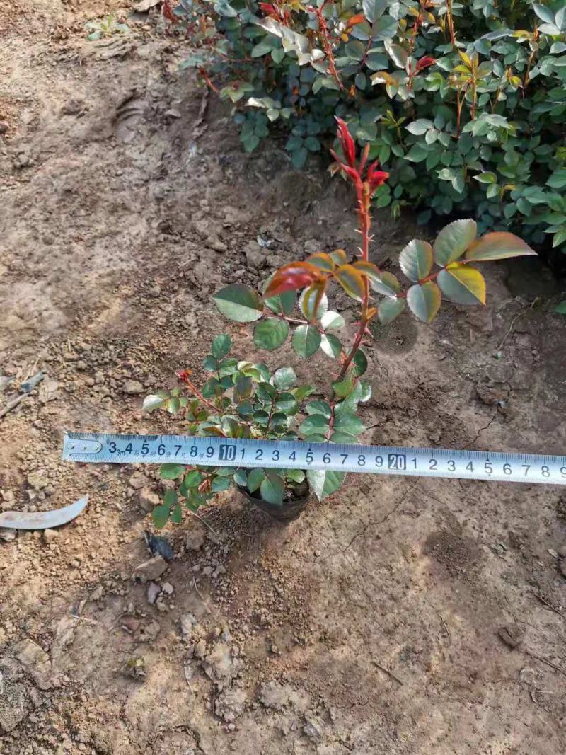 地被月季基地直销山东青州供应各种地被月季绿化苗木