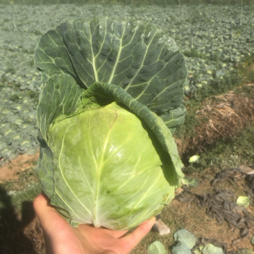 云南精品甘蓝清秀无花无虫无斑一手货源诚信经营。