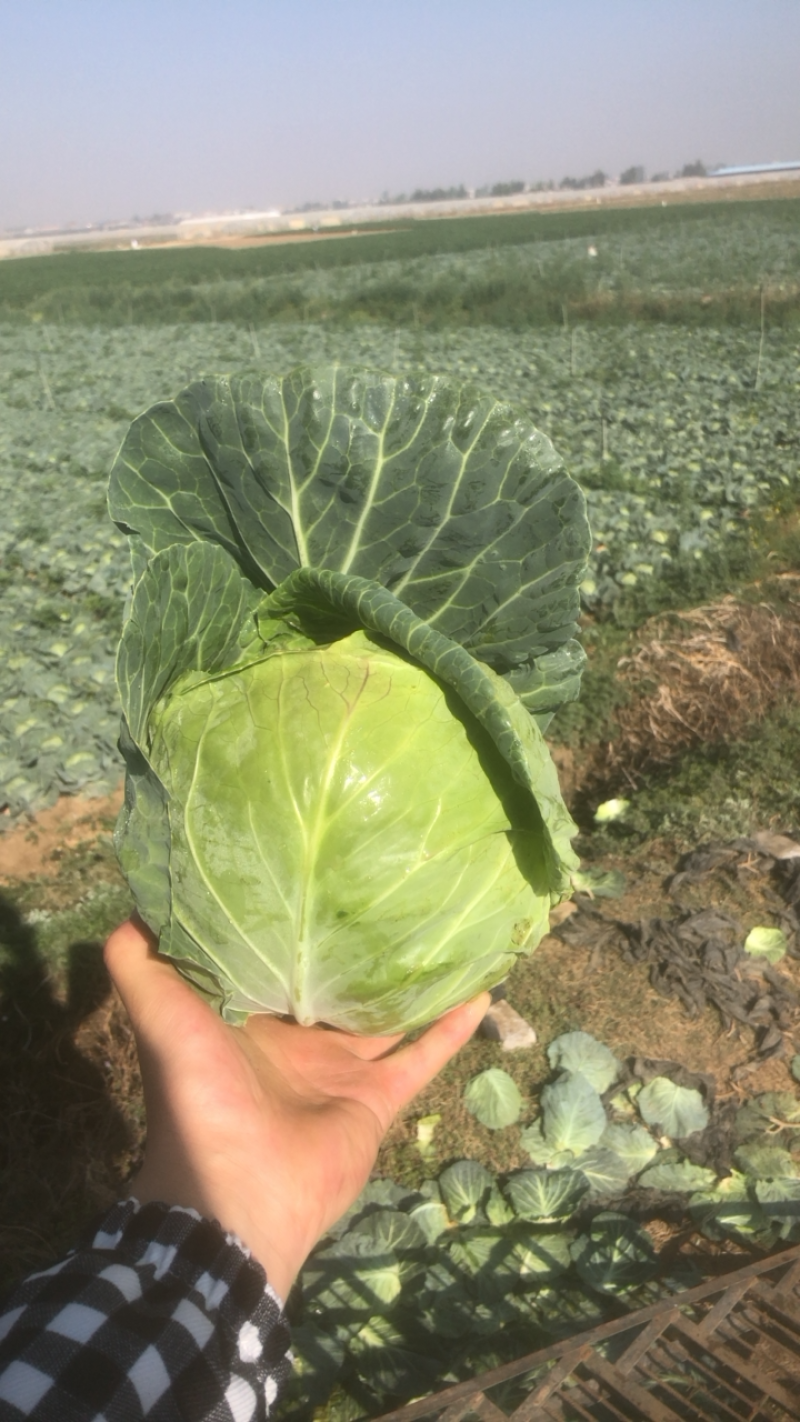 云南精品甘蓝清秀无花无虫无斑一手货源诚信经营。