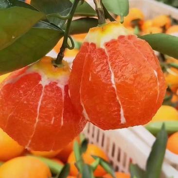 中华红脐橙自家果园橙子，自产自销，产地直发