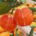 中华红脐橙自家果园橙子，自产自销，产地直发