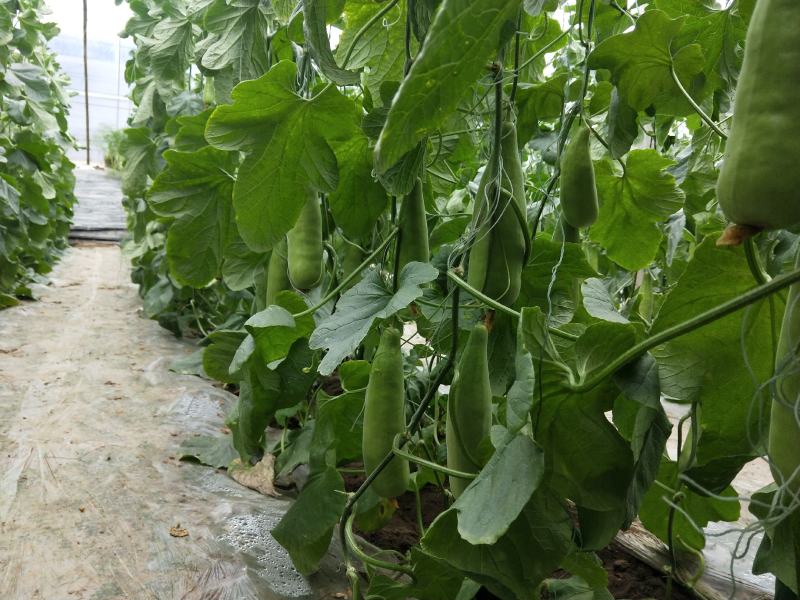 博兴县店子镇现货大量供应博洋甜瓜博洋9博洋61
