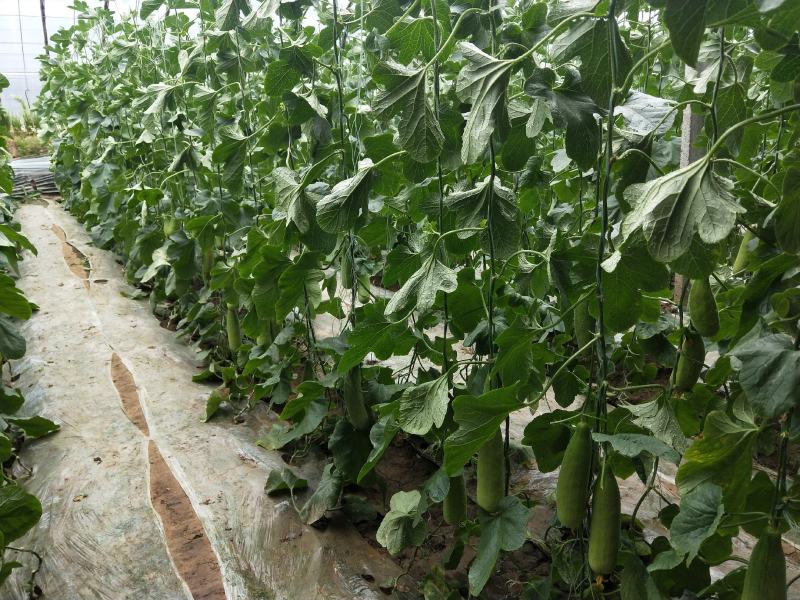 博兴县店子镇现货大量供应博洋甜瓜博洋9博洋61
