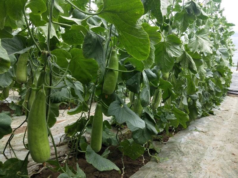 博兴县店子镇现货大量供应博洋甜瓜博洋9博洋61