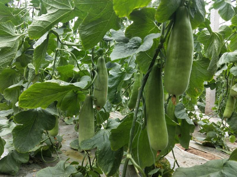 博兴县店子镇现货大量供应博洋甜瓜博洋9博洋61