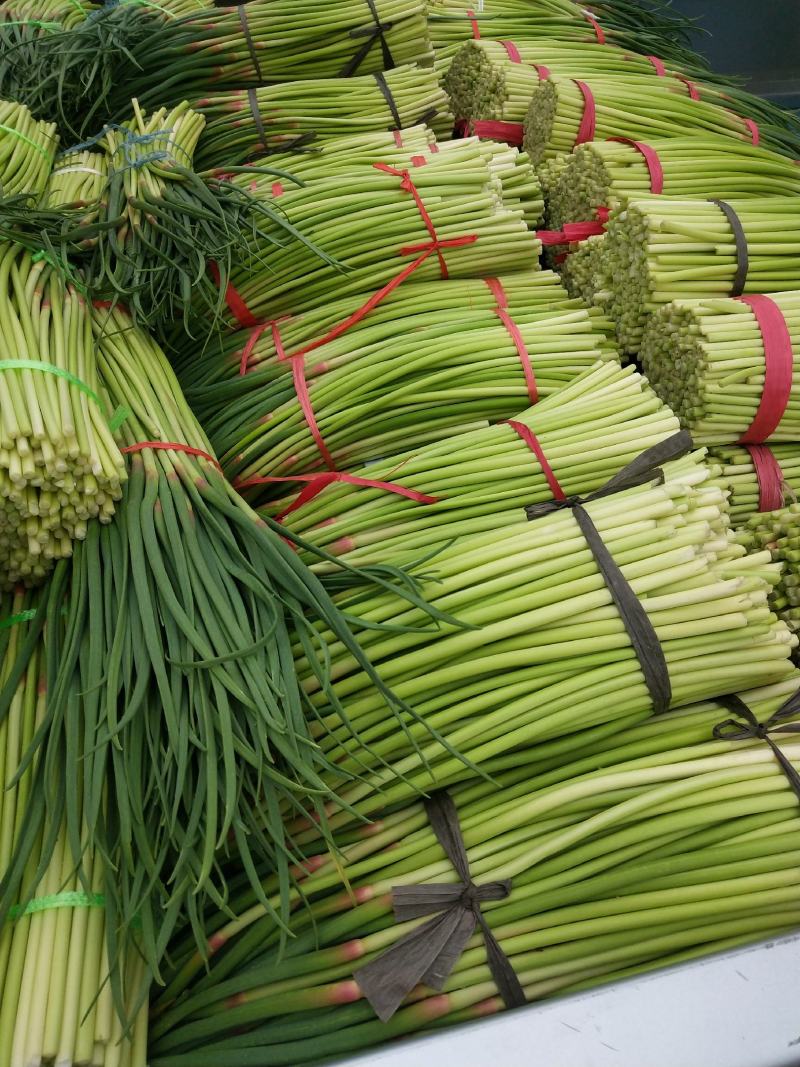 新鲜蒜苔大降价大量上市