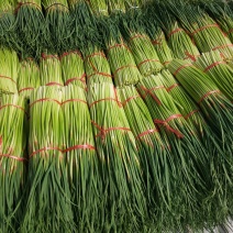 新鲜蒜苔大降价大量上市